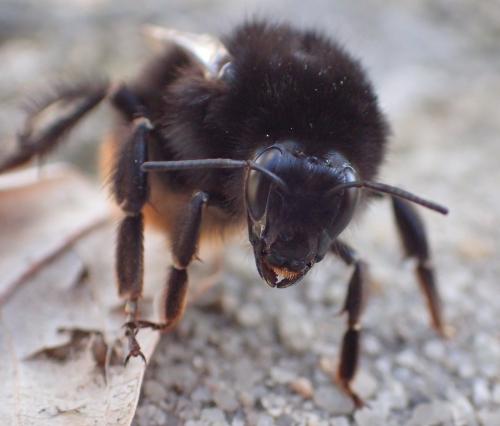 Réf. 297 506 : Bombus lapidarius